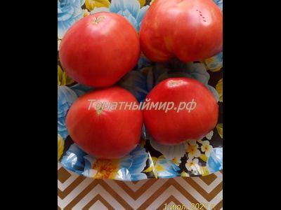 Томат Король Кинг