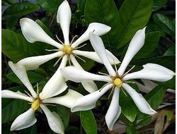Gardenia Vietnamensis