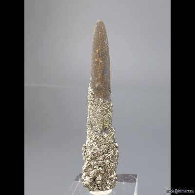 Пирит на белемните. КЧР. Россия. 49*12*10мм