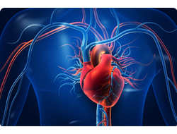 Здоровое сердце и сосуды
