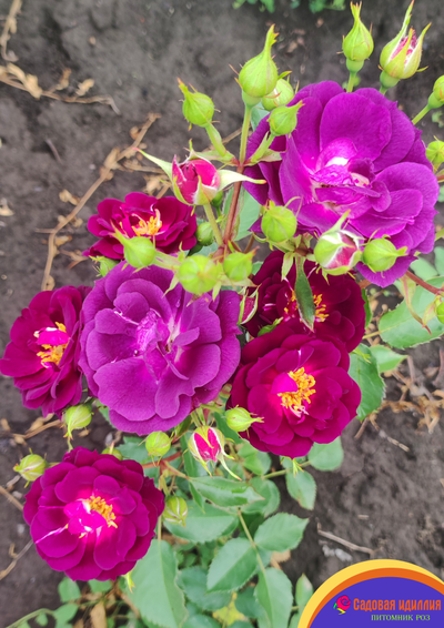 Миднайт Блю (Midnight Blue)