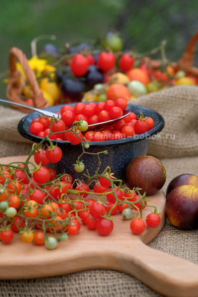 Томат ампельный Сотни и тысячи (100 и 1000), 10 шт.