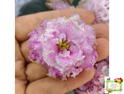 БР-Кудряшка (С. и Н. Буркацкие) 2021 г.