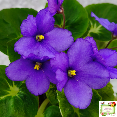 LV-Олег+Алиса (Л. Шевелева) 2025 г. (гёрл-лист с кроновой пестролистностью)