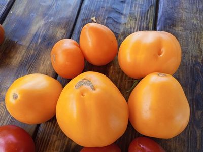 Томат Ранний оранжевый Розали (Rosalie’s early orange), США