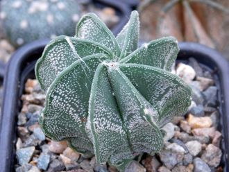 Astrophytum capricorne (D=50мм) белые хлопья