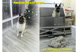 Американская акита ЛУНА