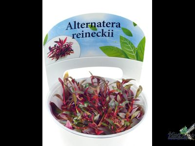 Альтернантера Мини (меристемная)