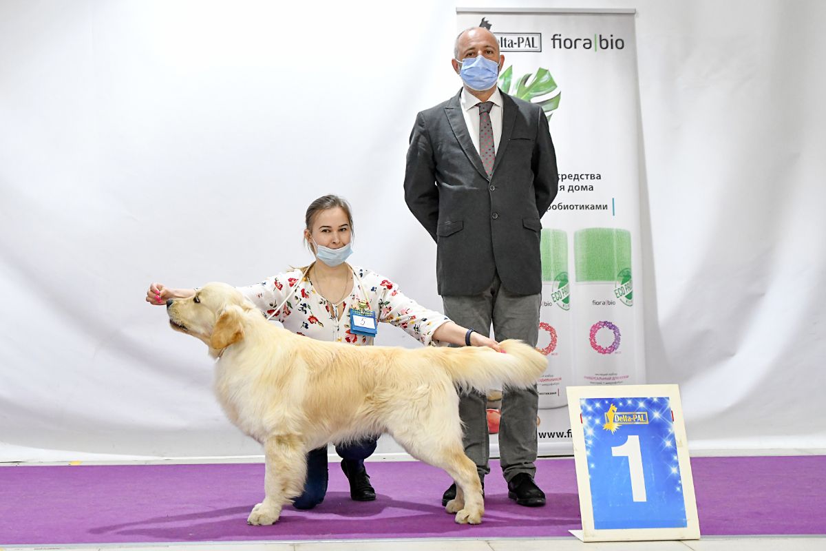 Арчи ( РЗ Ленар Самур ), 14 мес - Юный Чемпион НКП