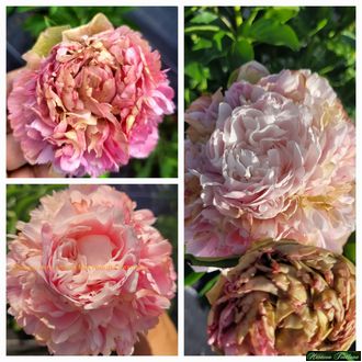 Paeonia Junior miss (модификация 1)