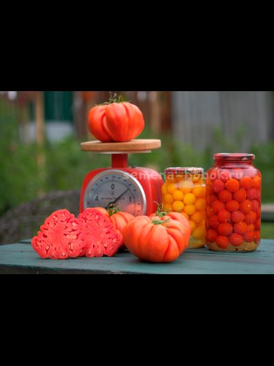 Томат Rim (Рим), 10 шт