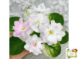 СВ-Город Грасс (О. Емельянова) 2024 г. трейлер (лист укоренённый)