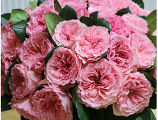Майра (Mayra's Rose) роза, ЗКС