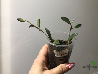 Hoya parvifolia