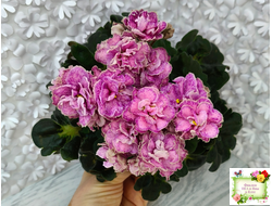 АВ-Шиповник (Фиалковод) 2021 г. (гёрл-листва)