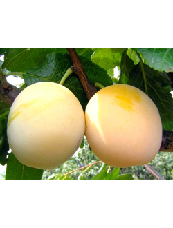 Слива  Утро (ранн.)