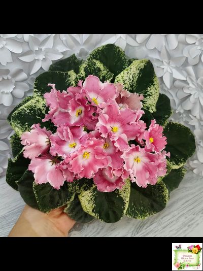 НД-Морковка (Н. Данилова-Суворова) 2021 г. (лист посажен 26.02.26)