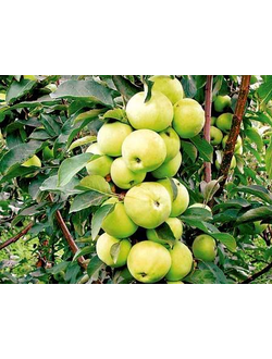 Яблоня колоновидная Медок