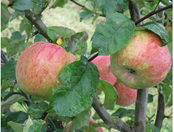 Победитель (яблоня)