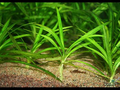 Эхинодорус квадрикостатус (меристемный)