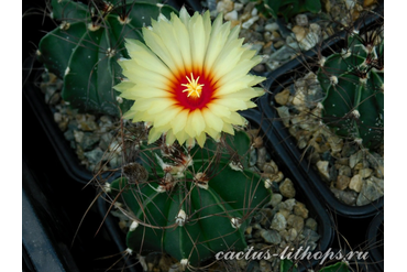 Astrophytum senile