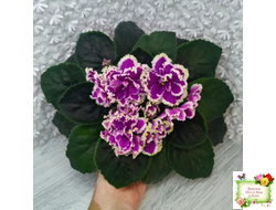 ЕК-Малахитовая Орхидея (Е. Коршунова) 2012 г.