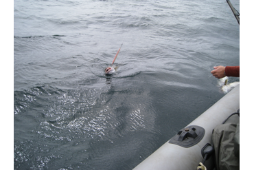 Морская рыбалка