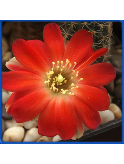 Mediolobivia pectinata KK 974