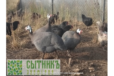 Фермерская цесарка с доставкой на дом