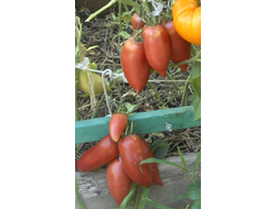 Томат Корейский длинноплодный