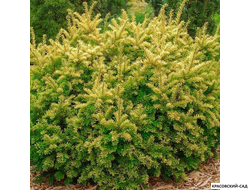Тис ягодный Элегантиссима - Elegantissima