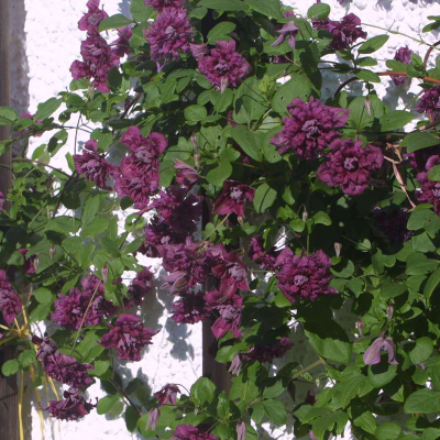 Клематис Пурпурея Плена Элеганс (Purpurea Plena Elegans) ЗКС