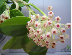 Hoya pachyclada red corona