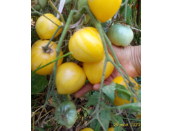 Томат гном Лимонный лед (Dwarf Lemon Ice, дварф Лемон айс) США