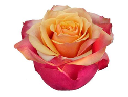 Черри Бренди