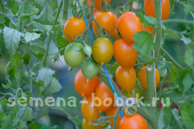 Томат Юстина (Justyna), 10 шт