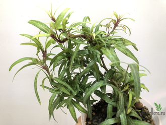 Плющ звёздчатый  / Hedera sagittifolia