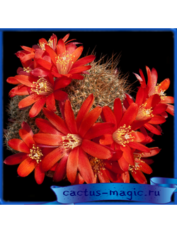 Aylostera albiareolata RH 1037a