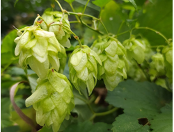 Гидролат Хмель (Humulus lupulus) шишки, 100 мл