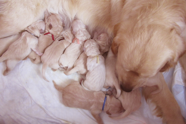 новорожденные малыши (помет Л, д.р. 28.01.20)