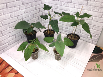 Ficus Palmeri (черенок укоренённый  ) / фикус Палмери