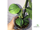 Ficus Diversifolia var.  Watermelon / фикус дельтовидный Арбуз