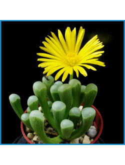 Fenestraria aurantiaca