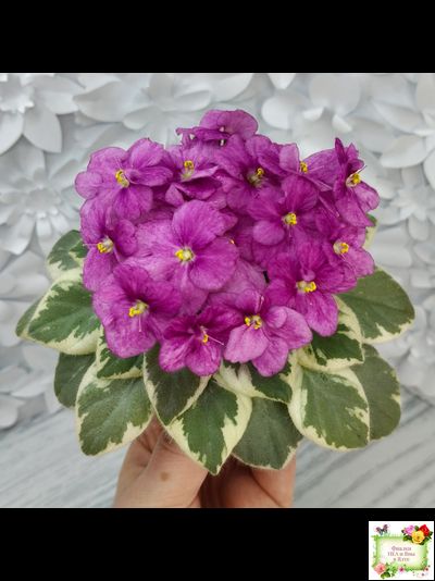 Rob's Lucky Ducky (R.Robinson) листовая химера (стартер сорт)