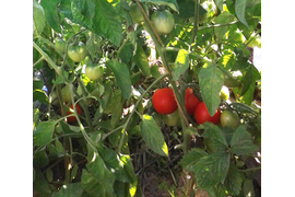 Глосьер, дет., 50 см