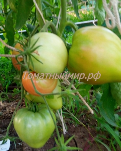 Томат Король Кинг