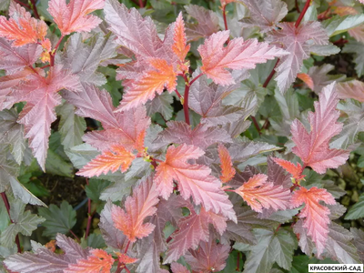 Пузыреплодник калинолистный Дьябло д'Ор