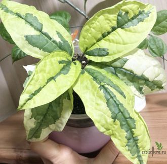 Clerodendron Thomsoniae Variegata / Клеродендрум Томсона вариегатный