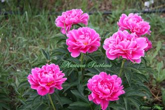 Paeonia Magenta Moon
