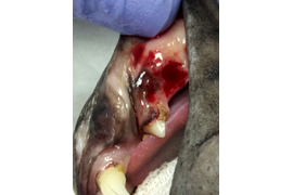 Стоматология